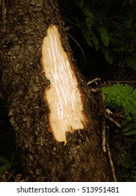 Bear claw scratch marks on tree bark