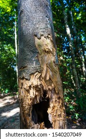 Bear Claw Scratches On A Tree In The Wood