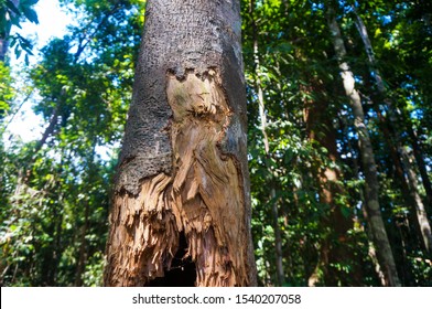 Bear Claw Scratches On A Tree In The Wood