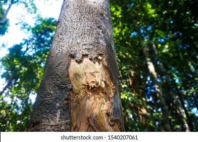 Bear Claw Scratches On A Tree In The Wood