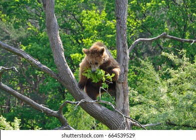 bear climbing on tree