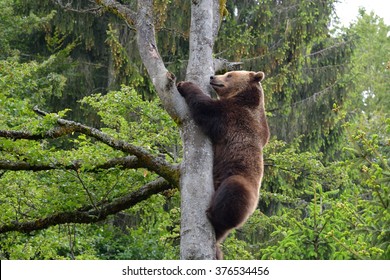 bear is climbing on a tree in National Park Bavarian Wood in Germany. Captive.