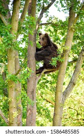 Bear climbing a tree in the forest