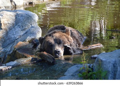 Bear Cooling Off In Water, Grouse Mountain, Vancouver