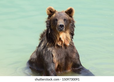 A Bear Cooling Off At The The Wild Animal Sanctuary In Colorado 