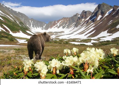 Bear In Crater Of The Vulcan Amongst Flowers And Snow