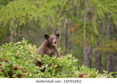 Bear cub in an apple tree