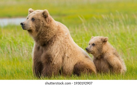 A bear with its cub in a clearing in the grass.