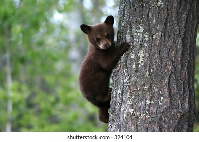 A Bear Cub Clings To A Tree