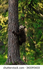bear cub hugging a tree