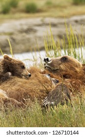 A bear cub on its mother - Shutterstock ID 126710144