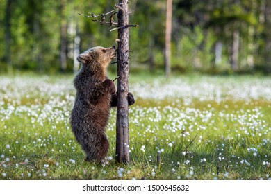 Imágenes Fotos De Stock Y Vectores Sobre Funny Bear - unbearably cool bear roblox unbearably cool bear