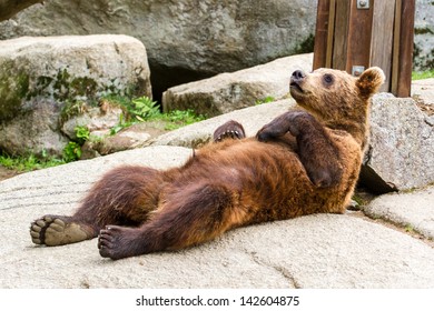 Bear cub relaxing and sleeping on the back - Powered by Shutterstock