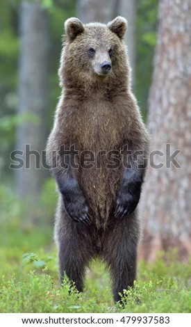 Similar – Image, Stock Photo Brown Bear Adventure