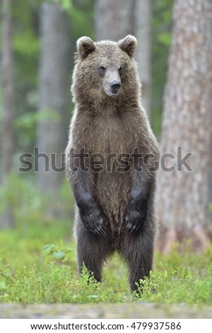 Image, Stock Photo Brown Bear Adventure