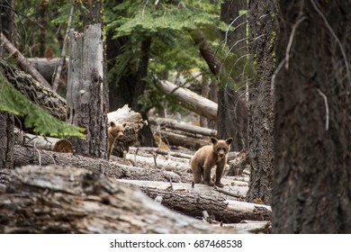 Bear Cubs, Lake Tahoe, California