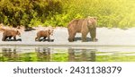 Bear with cubs on the lake with reflection on sunlight with copy space