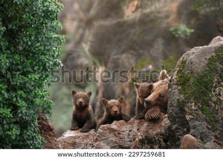 
Bear cubs with their mother.
After 4 weeks in the cave they come out for the first day into daylight.