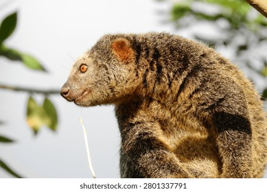 Bear cuscus (Ailurops ursinus) resting in the forest canopy of Sulawesi, Indonesia. This rare arboreal marsupial is endemic to Sulawesi and is among the island's most distinctive mammals, adapted to life in tropical forests.