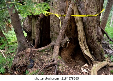 A Bear Den At Dakota Ridge, Sunshine Coast, BC Canada