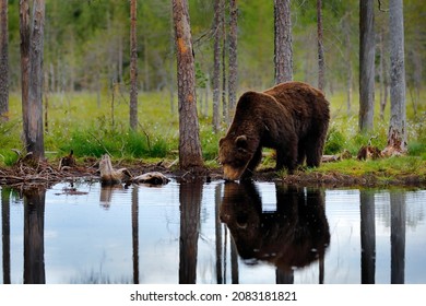 Beba agua con bosque de verano, gran angular con hábitat. Hermoso oso marrón caminando alrededor del lago, colores de otoño. Un animal de gran peligro en el hábitat. Escena de la vida salvaje de la naturaleza, Rusia.