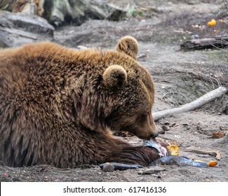 Bear Eating Fish