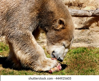 Bear Eating Meat Stock Photo 444925603 | Shutterstock