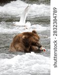 Bear eats salmon caught at Brooks Falls, Alaska12