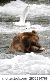 Bear eats salmon caught at Brooks Falls, Alaska12