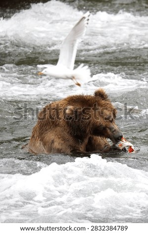 Bear eats salmon caught at Brooks Falls, Alaska12