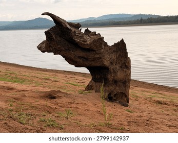 Bear face view  tree submerged in water 