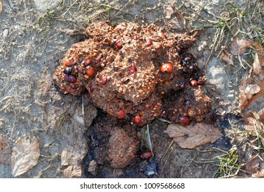 Bear Poop Images, Stock Photos & Vectors | Shutterstock