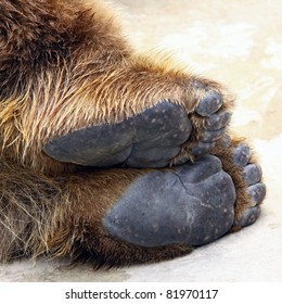 Bear feet/Close up photo on lying brown bear feet