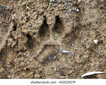 Bear Footprint In Transylvania