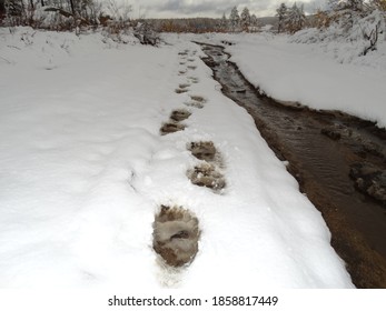 Ayi Ayak Izi Stok Fotograflar Gorseller Ve Fotograflar Shutterstock