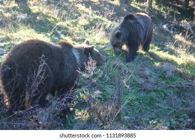 Bear and forest