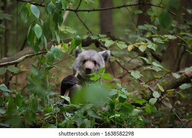 A bear in the forest 