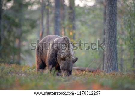 Brown Bear on forest.