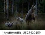 Bear with four young cub in dark yellow forest. Autumn trees with stand bear, face portrait. Beautiful brown bear walking around lake, fall colours, Finland wildlife.