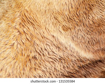 Bear Fur Texture