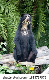 Bear With Glasses Sitting On Wooden Platform 