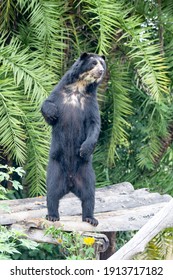 Bear With Glasses Standing 2