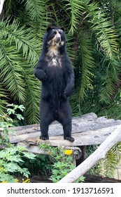 Bear With Glasses Standing In Close Up 