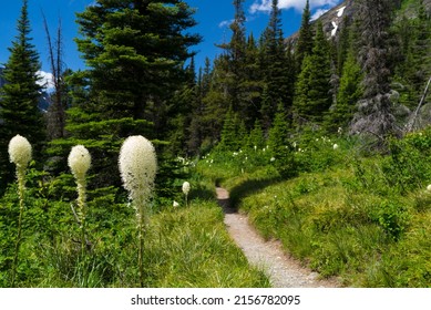 Bear Grass Along A Trail In Glacier National Park, Montana, USA