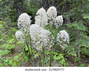 Bear Grass In Bloom, Sandpoint, Idaho