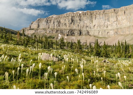 Bear grass and Scapegoat Mountain in the Scapegoat Wilderness, Montana.