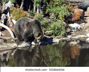 A Bear In Grouse Mountain Vancouver