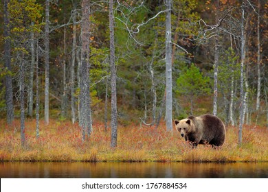 Bear hidden in yellow forest. Autumn trees with bear. Beautiful brown bear walking around lake, fall colours. Big danger animal in habitat. Wildlife scene from nature, Russia. - Shutterstock ID 1767884534