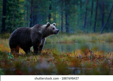 Bear hidden in yellow forest. Autumn trees with bear. Beautiful brown bear walking around lake, fall colours. Big danger animal in habitat. Wildlife scene from nature, Russia.