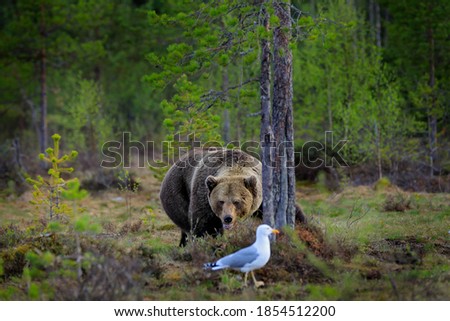 Similar – Braunbär Abenteuer